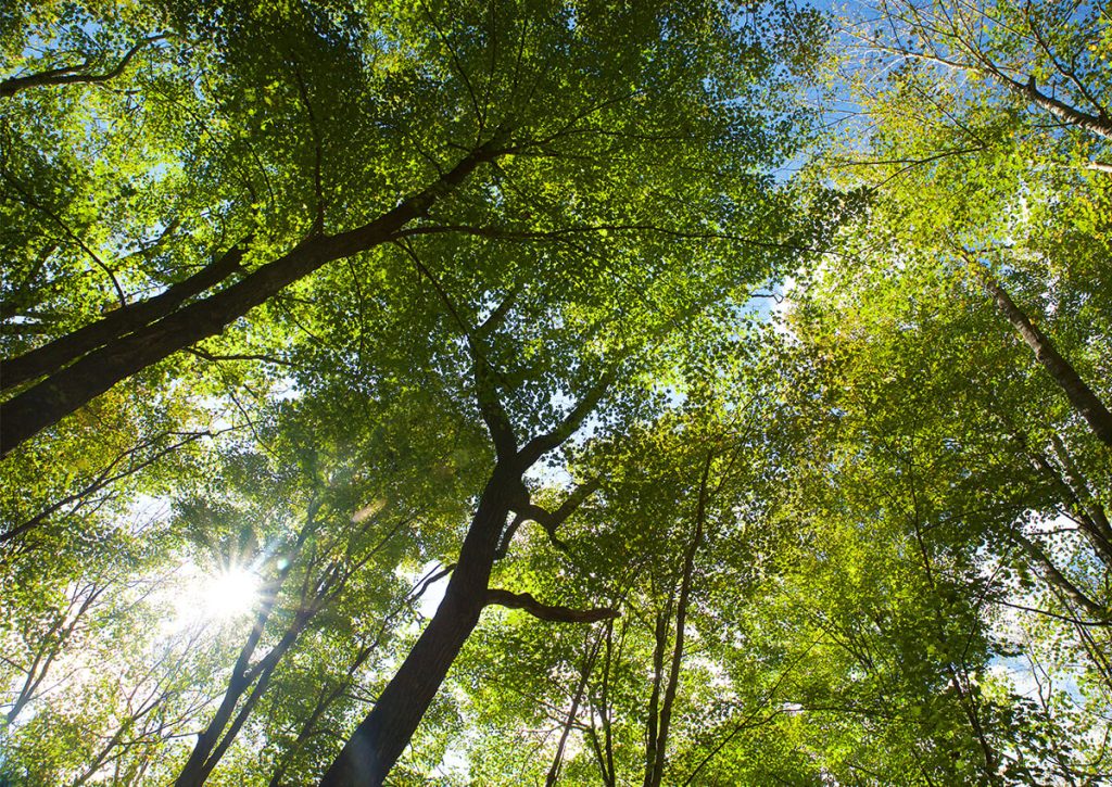 The current image has no alternative text. The file name is: West-Virginia-Forests-v2-1.jpg