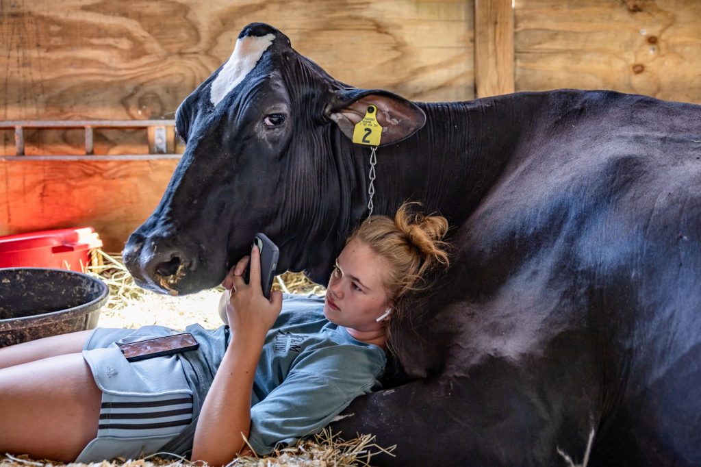 The current image has no alternative text. The file name is: state-fair-cow.jpg