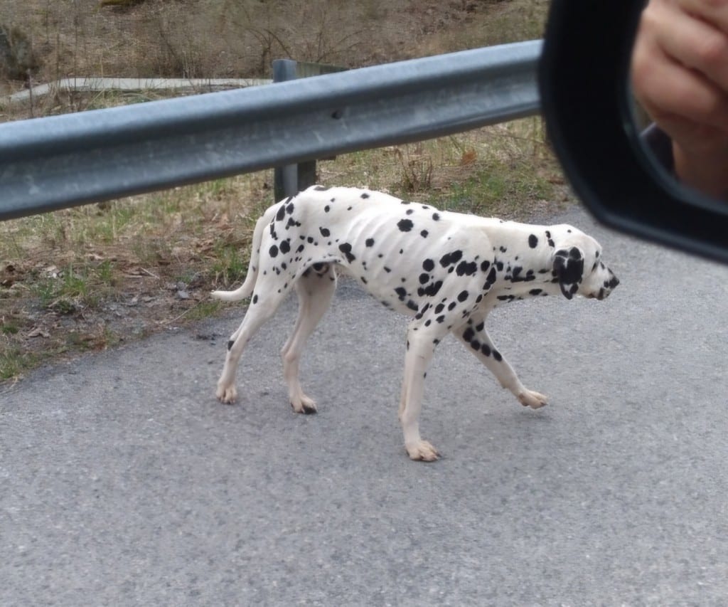 The current image has no alternative text. The file name is: Dalmatian.jpg