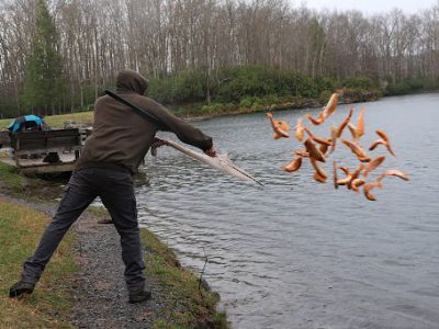 Hatchery employee throws a net full of trout into a lake.