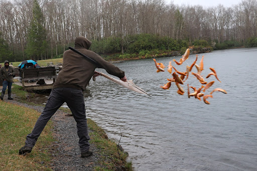 Hatchery employee throws a net full of trout into a lake.